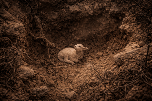 The Lamb